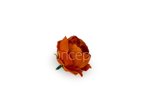 Rust Peonies Rust Peonies