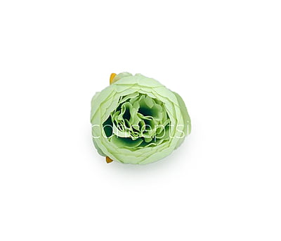 Peony - Pistachio Green Peony - Pistachio Green