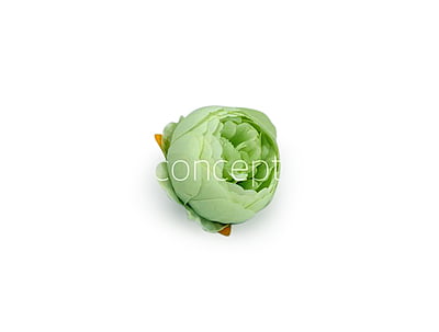 Peony - Pistachio Green Peony - Pistachio Green