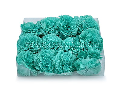Cyan Carnation