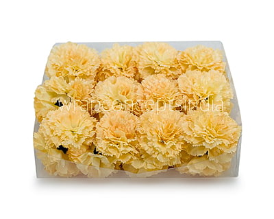 Buttercup Carnation