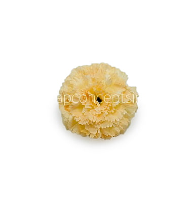 Buttercup Carnation Buttercup Carnation