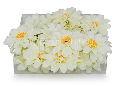 Ivory Dahlias Ivory Dahlias