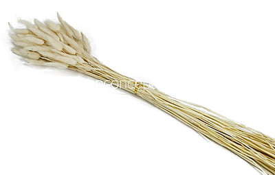 Preserved Bunny Tails