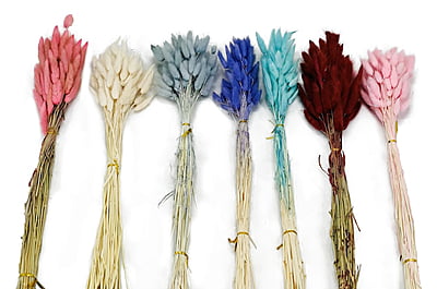 Preserved Bunny Tails