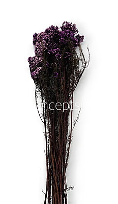 Preserved Rice Flower