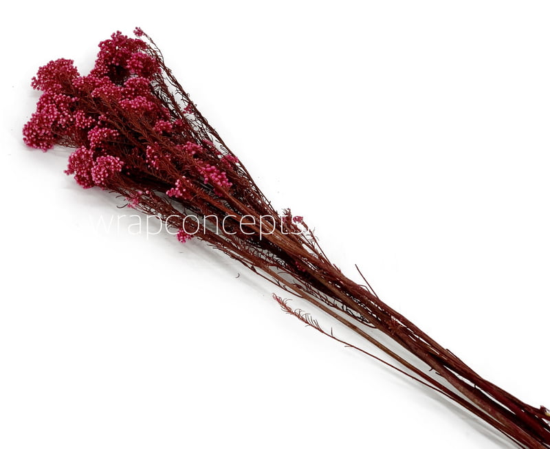 Preserved Rice Flower