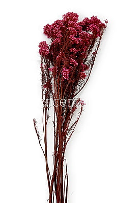 Preserved Rice Flower