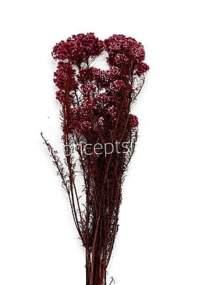 Preserved Rice Flower