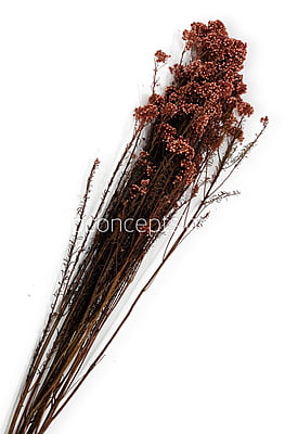 Preserved Rice Flower