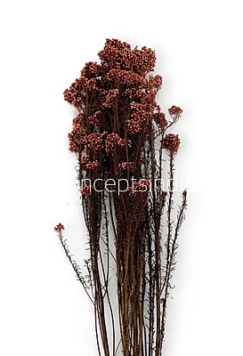 Preserved Rice Flower