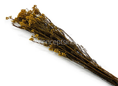 Preserved Rice Flower