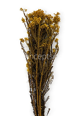 Preserved Rice Flower