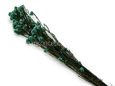 Preserved Rice Flower