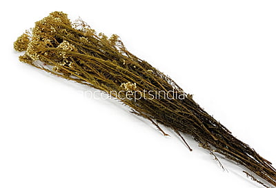 Preserved Rice Flower