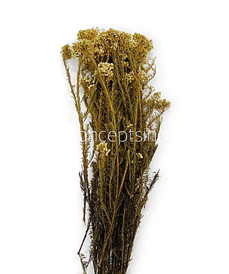 Preserved Rice Flower
