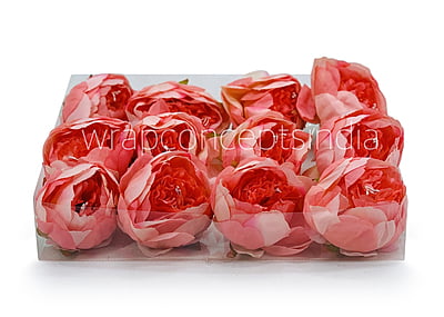 Peony - Coral