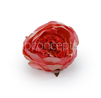 Peony - Coral