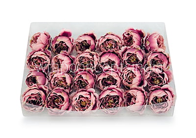 Blush with Burgundy Peonies