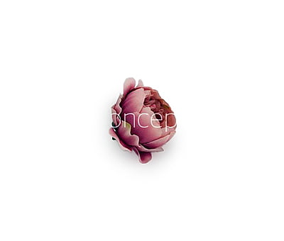 Blush with Burgundy Peonies Blush with Burgundy Peonies