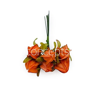Tangerine Bougainvillea on Stick Tangerine Bougainvillea on Stick