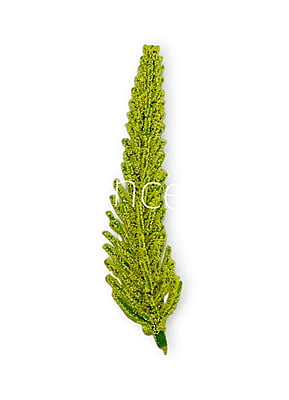 Yellow Green Fir Leaves