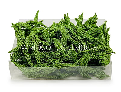 Green Fir Leaves