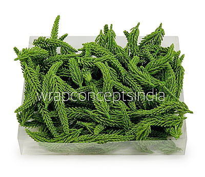 Green Fir Leaves