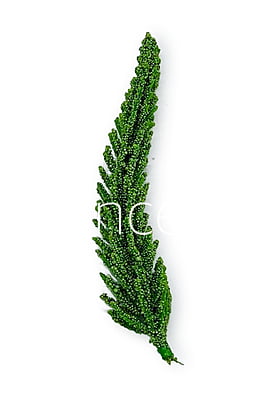 Green Fir Leaves