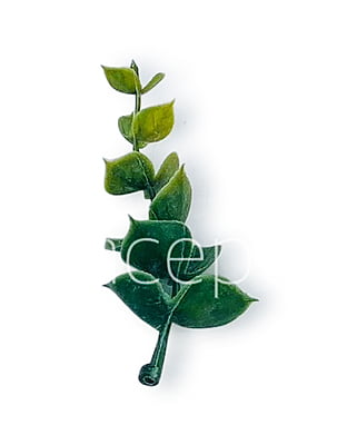 Eucalyptus Leaves Pack