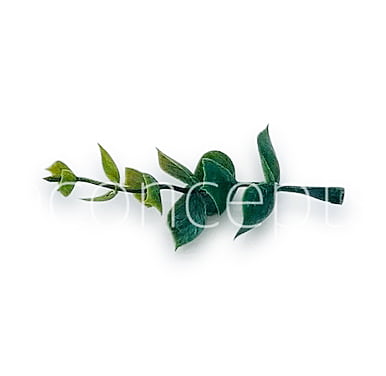 Eucalyptus Leaves Pack