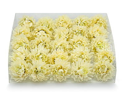 Ivory Water Lily