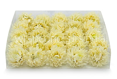 Ivory Water Lily Ivory Water Lily