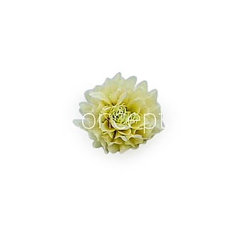 Ivory Water Lily Ivory Water Lily
