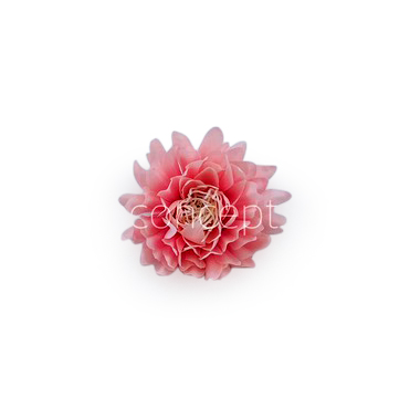 Rose Quartz Water Lily Rose Quartz Water Lily