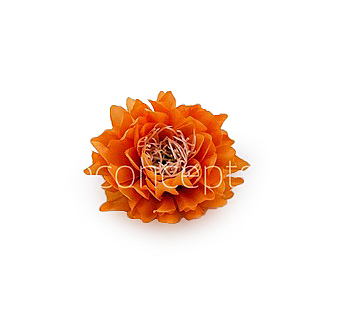 Tangerine Water Lily Tangerine Water Lily