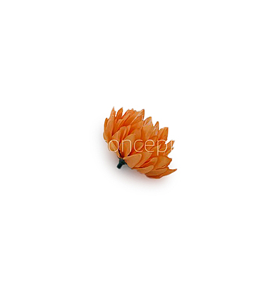 Tangerine Water Lily Tangerine Water Lily