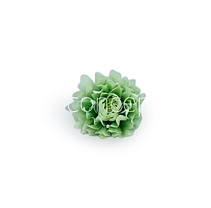 Pistachio Green Water Lily Pistachio Green Water Lily