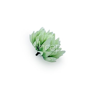 Pistachio Green Water Lily Pistachio Green Water Lily
