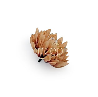 Toffee Water Lily Toffee Water Lily
