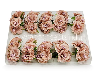 Light Salmon Windflower