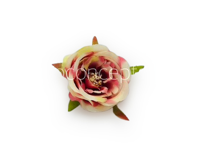 Camellia Flower - Cream with shades of Pink & Red Camellia Flower - Cream with shades of Pink & Red