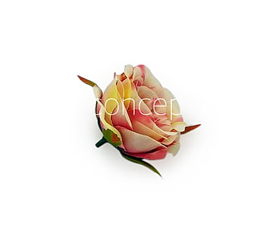 Camellia Flower - Cream with shades of Pink & Red Camellia Flower - Cream with shades of Pink & Red