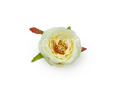 Camellia Flower-w-8002- Ivory Camellia Flower-w-8002- Ivory