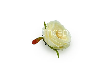 Camellia Flower-w-8002- Ivory Camellia Flower-w-8002- Ivory