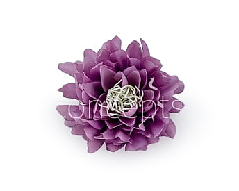 Lavender Water Lily