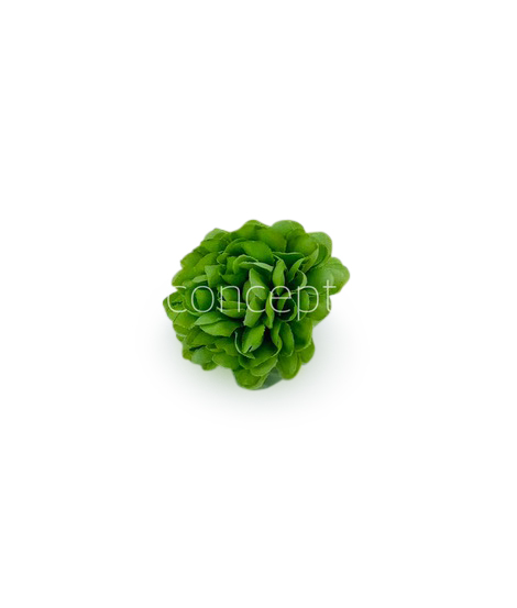 Small Carnation - Green Small Carnation - Green