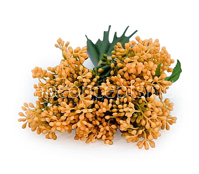 Baby Breath Floret Bunch -Mutlicolor Baby Breath Floret Bunch -Mutlicolor