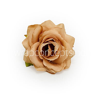 Cantaloupe Rose Cantaloupe Rose