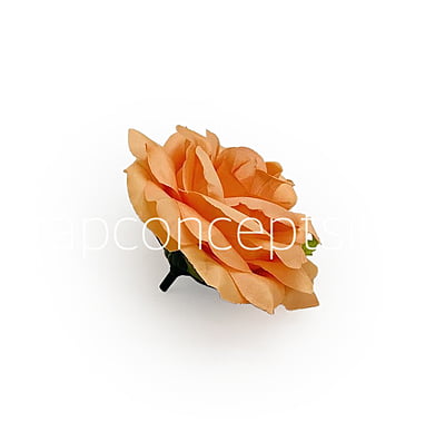 Pumpkin Rose Pumpkin Rose